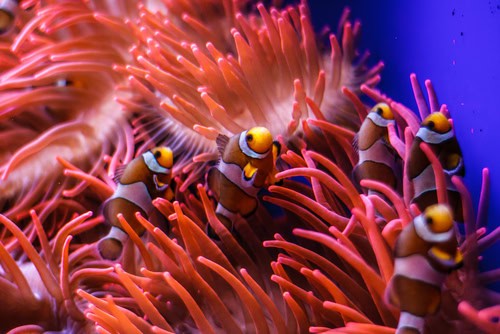 Il pesce pagliaccio all'Acquario di Genova