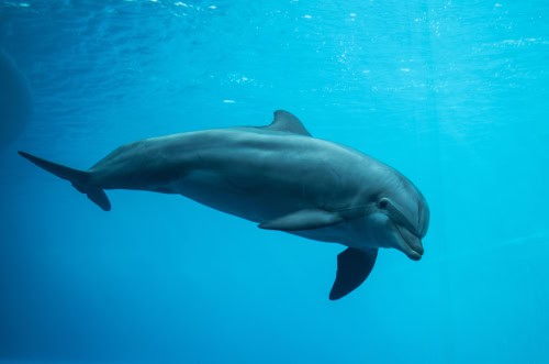 Delfino all'Acquario di Genova