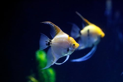 I pesci tropicali dell'Acquario di Genova