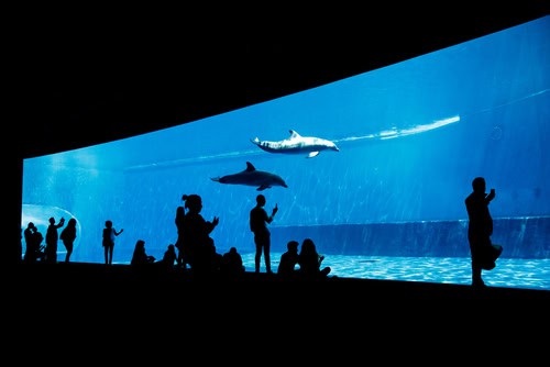 Il grande acquario di Genova