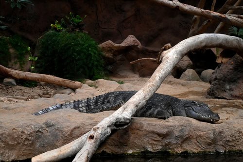 Coccodrillo a Poema del Mar, Gran Canaria