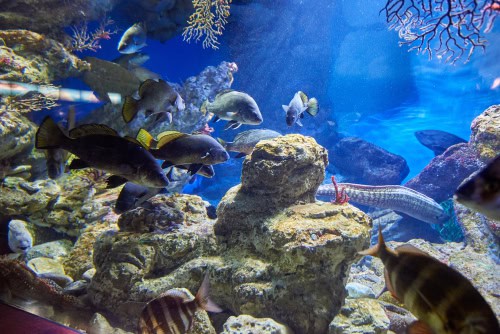 Acquario con pesci tropicali
