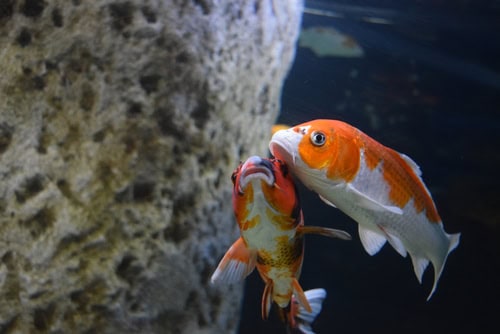 I pesci dell'Acquario Nazionale di Malta