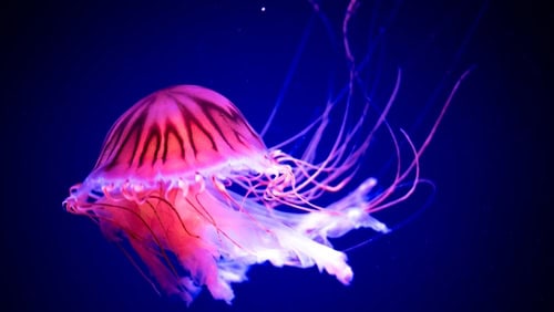 Meduse velenose nell'acquario di Barcellona