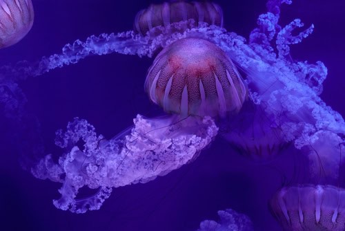 Meduse nell'Oceanogràfic di Valencia, Spagna
