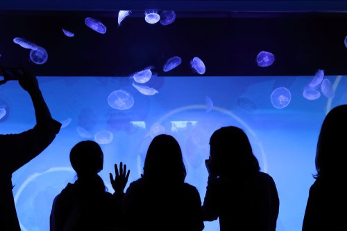 Vasca delle meduse in un acquario con bambini