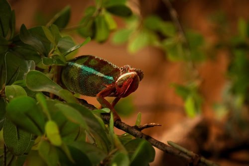 Iguana a Poema del Mar, Gran Canaria