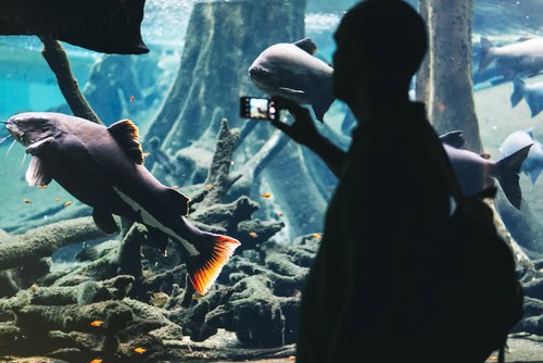 Turista che scatta foto all'Acquario di Barcellona