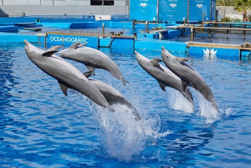 Spettacolo di delfini all'Oceanogràfic di Valencia