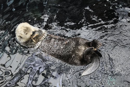 Otter im Aquarium in Lissabon, Portugal