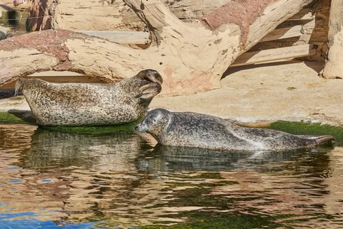 Leoni marini all'Oceanogràfic di Valencia, Spagna