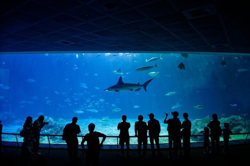 Acquario degli squali con visitatori