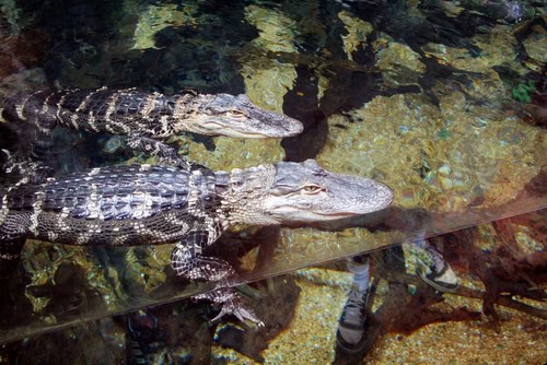Alligatori al Georgia Aquarium di Atlanta, USA
