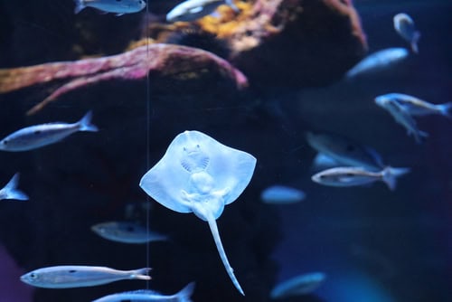 I pesci dell'acquario di Parigi