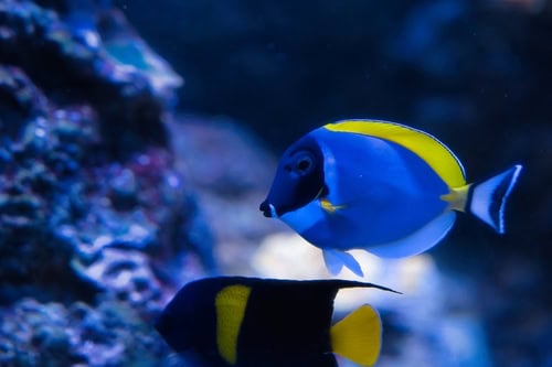 Pesce chirurgo blu all'acquario di Parigi, Francia