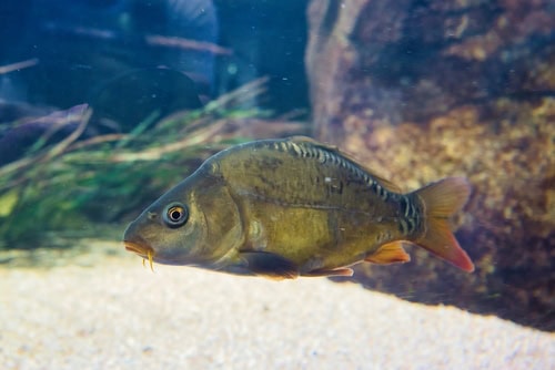 Carpa nell'acquario di Parigi, Francia
