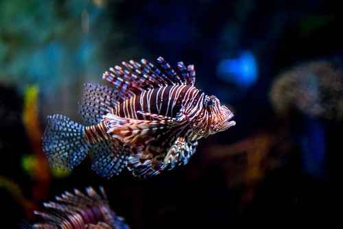 Primo piano di un pesce nell'acquario di Dubai