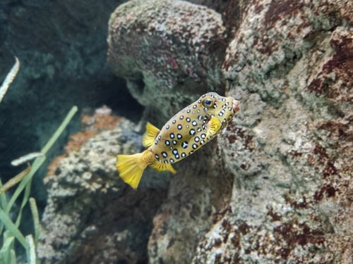 Gelber Buchsfisch im Lanzarote Aquarium