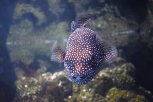I pesci dell'acquario SEA LIFE di Londra