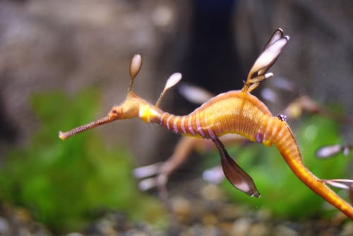 I pesci del Georgia Aquarium, Atlanta, USA