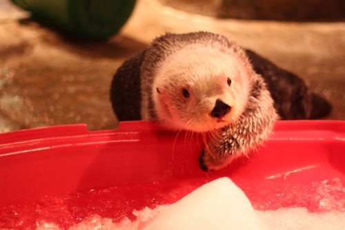 Lontre all'Acquario della Georgia, Atlanta