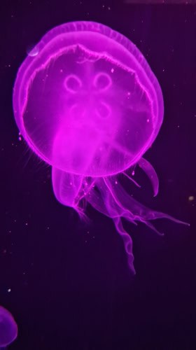 Meduse nell'Acquario Nazionale di Abu Dhabi