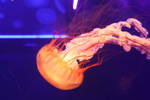 Meduse all'acquario SEA LIFE di Londra