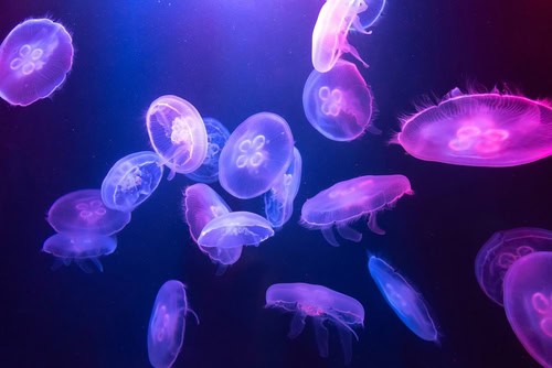 Meduse all'Acquario e Mondo Sommerso di Dubai
