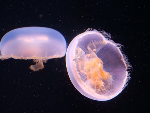 Meduse nel Medusarium, Acquario di Parigi