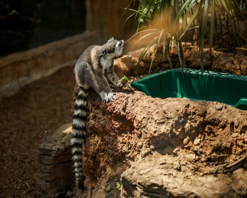 Lemure all'Acquario della Florida, Tampa, USA