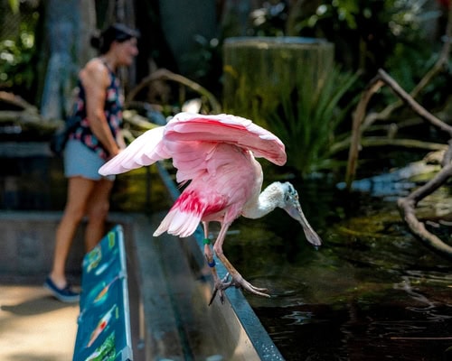 Pellicano all'Acquario della Florida, Tampa
