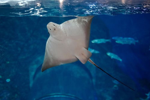 Rochen im Aquarium, Gardaland SEA LIFE