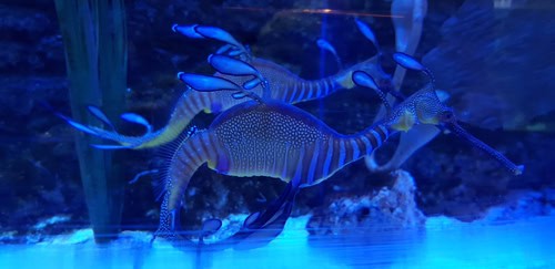 I pesci dell'acquario di Dubai