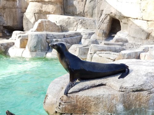Leone marino al Georgia Aquarium, Atlanta, USA