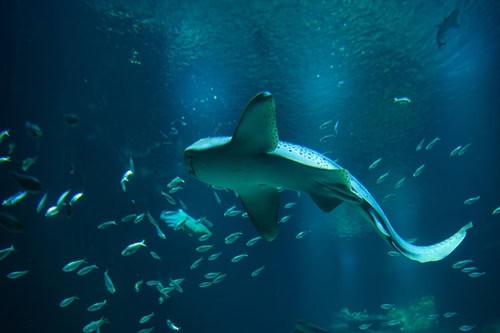 Squalo nella vasca degli squali dell'Acquario di Parigi