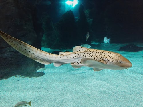 Leopardenhai im Lanzarote Aquarium