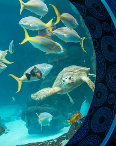 Pesce e tartaruga all'Acquario della Florida, Tampa, USA